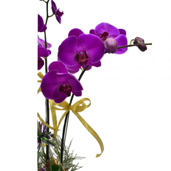 Fathers Day 2pcs Taiwan Orchids